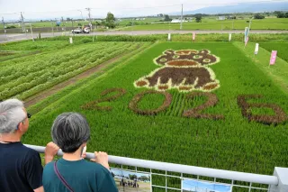 干支の午、くっきり　空知最大級の田んぼアート見頃迎える　雨竜