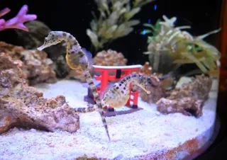 海の馬」ご利益感じて 登別マリンパークニクスでタツノオトシゴ展示