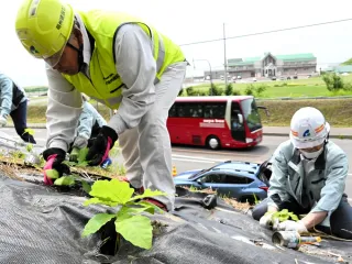 国道緑化へカシワ植栽　留萌・萌州建設が小平で実験　景観向上、なだれ軽減へ期待
