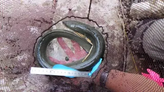 北限のウナギ生息の鍵は夏の水温　襟裳岬以西で調査　北大の研究グループ