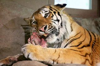 獣をそのまま「がぶり！」　全国の動物園に広がる「屠体給餌」 そのメリットとは？＜デジタル発＞