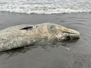 マッコウクジラの死骸漂着 浦幌の海岸：北海道新聞デジタル