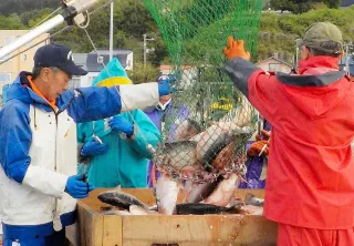 「二海サーモン」養殖事業化へ会社設立　ひやま漁協熊石支所の3人　小型いけす導入も