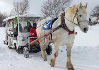 初の雪上馬車　迫力感じて　江別・角山農場