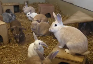 ＜旭山動物園わくわく日記＞冬の「こども牧場」　命の温かさ、触れて知って