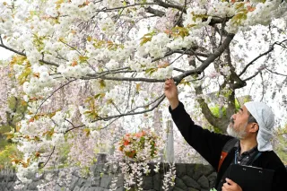 新種のサクラの名前　1億円で付けませんか　森町がふるさと納税返礼品として公募