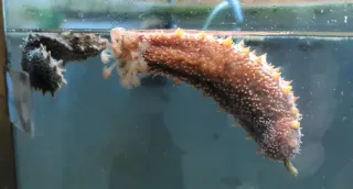 ＜わくわく　おたる水族館＞生きものをじっくり見る　新たな発見や驚き　感動も