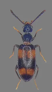 北海道生息の甲虫「タンネモンアリモドキ」が新種と認定　北海道博物館の堀学芸員が浦河町などで採集