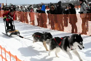 人と犬、息を合わせて雪原疾走　稚内で犬ぞり大会開幕