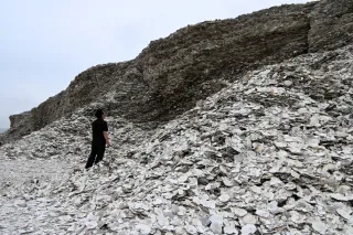 ホタテ貝殻の活用法開発急ぐ 再利用一部のみ、多くは屋外保管