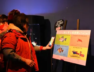 海の生き物“総選挙”真っ盛り　豊浦に続き、登別ニクスが4種人気投票　おたる水族館でも