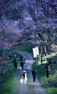 ライトアップされた桜の下を歩く花見客=午後6時30分（星野雄飛撮影）