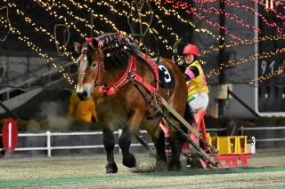 情報パドック ドリームエイジカップ タカラキングダム接戦制す：北海道
