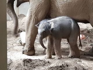 アジアゾウの赤ちゃんは雌　札幌・円山動物園が発表