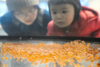 サケの稚魚ふ化させてね　岩見沢の市民団体、卵8100粒配布