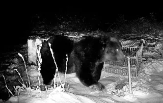 センサーカメラに写った巨大ヒグマ。箱わなを押し倒した＝12日、苫前町（林豊行さん提供）