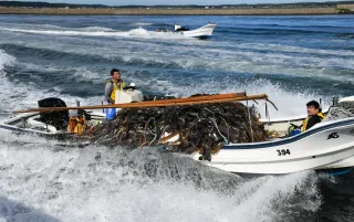 関係者「残念」「仕方ない」　釧路管内3漁協サオマエコンブ漁中止　成コンブ漁は水温上昇不安