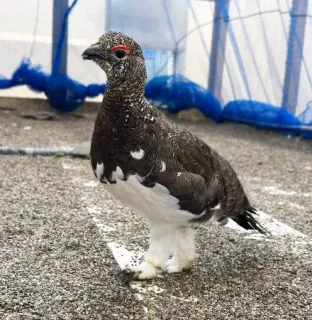 ライチョウ5羽を長野に移送　放鳥へ、栃木の動物園から