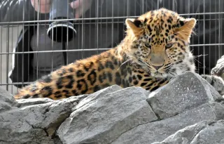 昨年8月に生まれたアムールヒョウの子ども。弁論大会では動物を通じて高校生に命の尊さを考えてもらう=20日