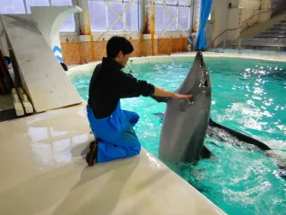 ＜わくわく　おたる水族館＞バンドウイルカのメリー　信頼関係築き、警戒解く