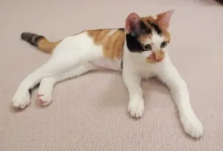 愛子さま24歳に　8月に保護猫迎え触れ合う