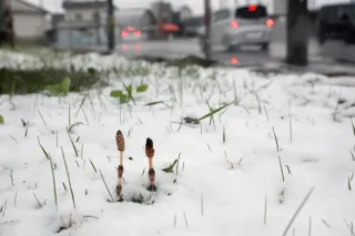 雪 雪は、欠員を隠せない｜ヲタク行政書士®榊原沙奈