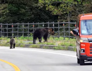 【独自】北海道、ガバメントハンター初採用　クマ対策で26年度　道南・道東の振興局に配置