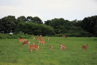 室蘭の農園近くにシカ20頭　クラクションにも逃げず