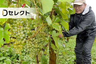 ワイン王国北海道の「新星」たち　ドリカム命名の注目株も＜北の食☆トレンド＞