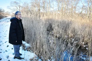 ＜守れ釧路湿原の宝石　天然記念物キタサンショウウオ＞㊥　人工池に移す作戦は失敗