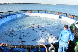 浦河港でニジマス試験養殖開始　町と日高中央漁協　数年続け事業化判断