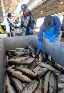 秋サケ1100匹初水揚げ　雄武の定置網漁
