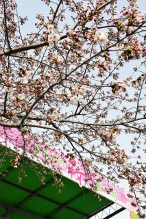 もりまち桜まつりの開幕前日に開花した青葉ケ丘公園のソメイヨシノ