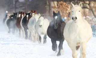 冬もウマ～く運動不足解消　安産願い音更で「馬追い」