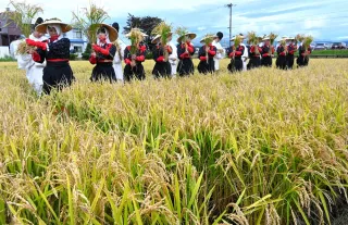 黄金の稲、出来秋に感謝　東川の水田で抜穂祭