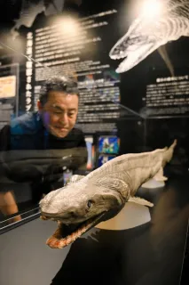 深海ザメ「ラブカ」 登別マリンパークニクスで標本展示 白老沖で捕獲