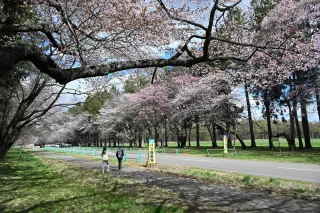 2000本連なる迫力の桜並木 新ひだか・二十間道路で見頃 まつり開幕の25