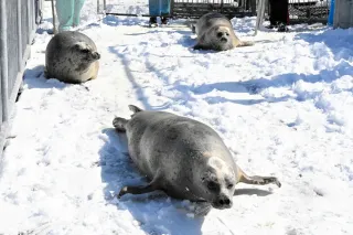 まんまるアザラシお引っ越し　おたる水族館　14日から通常営業