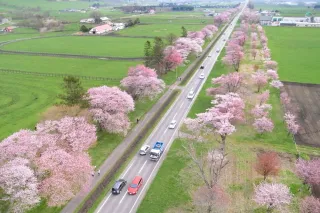 谷岡さんが空撮した二十間道路の桜並木（谷岡さん提供）