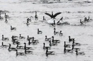 コクガン　北帰行控え羽休め　松前沿岸　例年より飛来多く