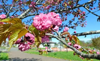 八重桜観察しよう　18、19日に釧路・柳町公園