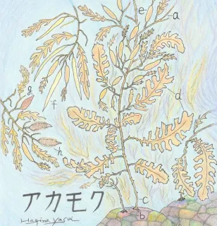 ＜ほっかいどう海藻録　安井肇＞アカモク　ブリ、サンマを育てる沿岸の「流れ藻」