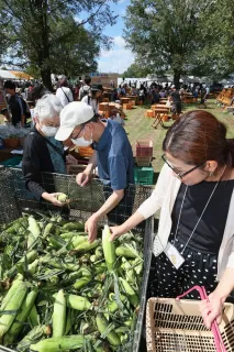 地場産格別　トウモロコシ品定め　旭川・谷口農場で収穫祭