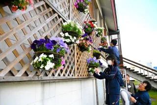 後志総合振興局森林室の壁に花かごを飾りつける倶知安農業高生やWAOのメンバーたち