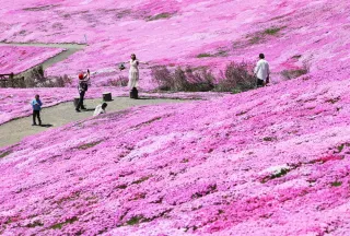 丘一面ピンク色に染まる　滝上でシバザクラ満開