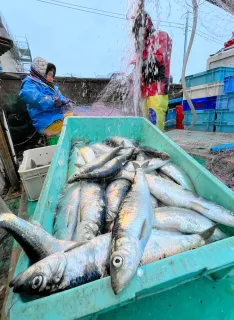 日本海沿岸　ニシン漁獲量過去最多　道の稚魚放流効果
