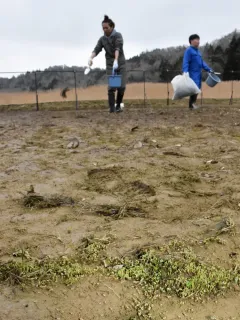 アッケシソウの試験栽培最終年度　地面高い区画で発芽良く　厚岸