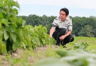 ハーブ生産性向上へ天然由来の薬剤　北見工大准教授、産業振興目指し湧別で実験