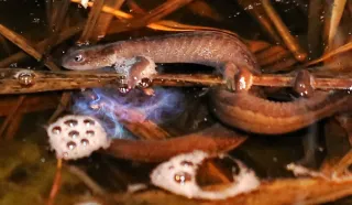 ＜守れ釧路湿原の宝石　天然記念物キタサンショウウオ＞㊤　「太陽光」乱立、すみか激減