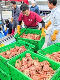 噴火湾毛ガニかご漁 初日水揚げ過去10年で最多 試験操業：北海道新聞
